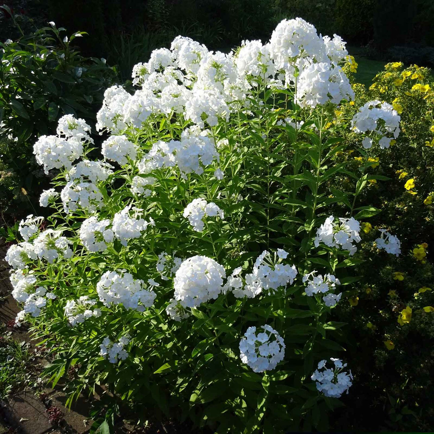 Phlox Roots - David