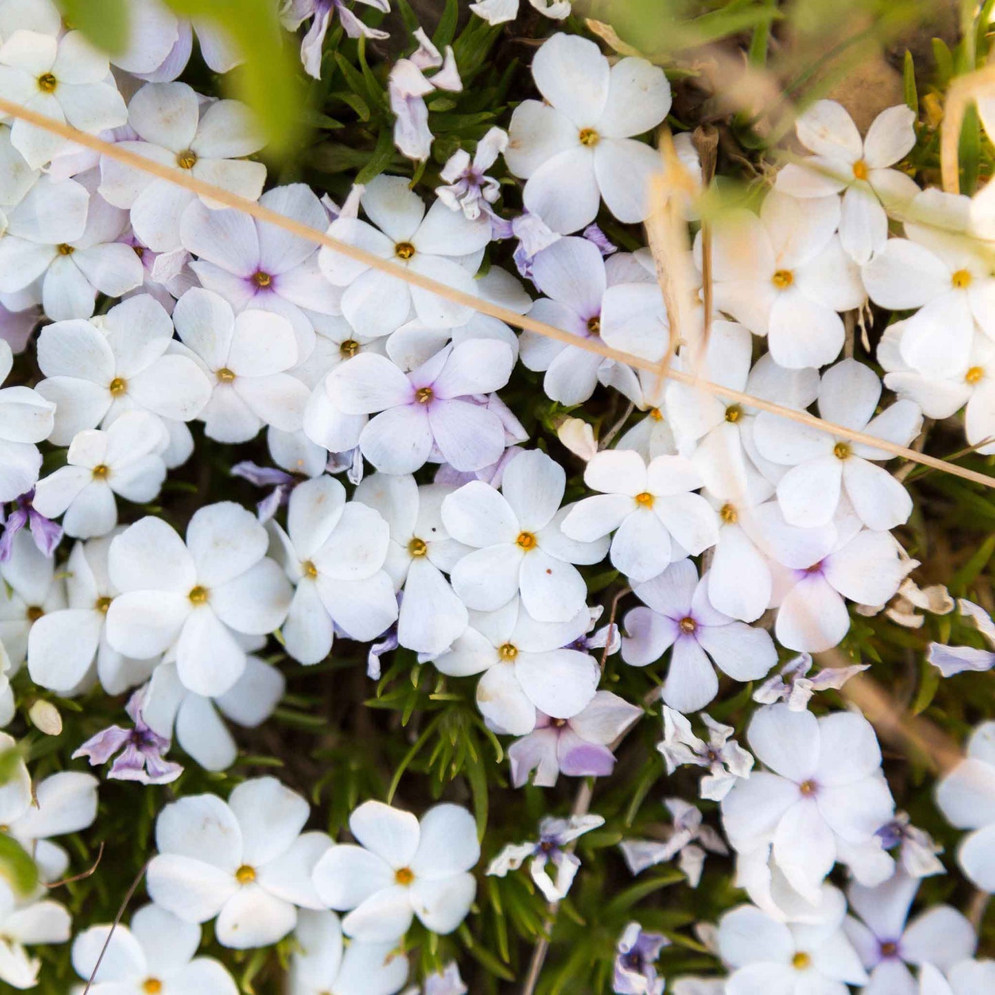 Phlox Seeds - Mountain Phlox