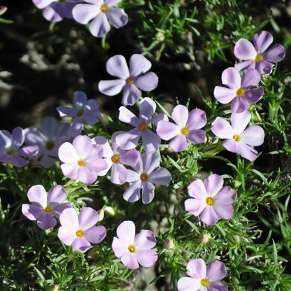 Phlox Seeds - Mountain Phlox