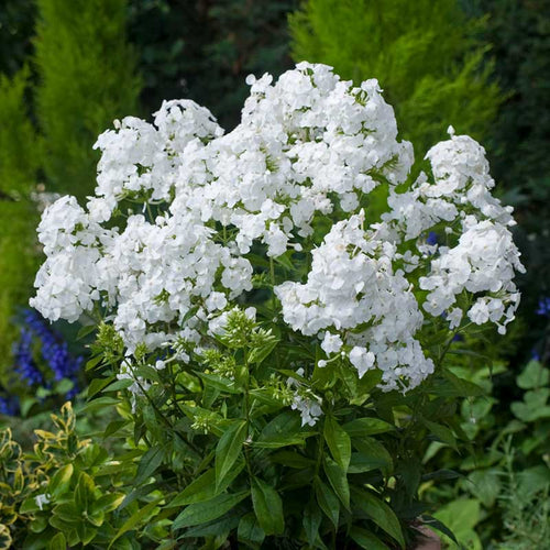 Phlox Roots - David