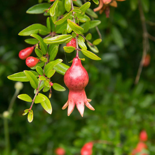 Pomegranate Seeds - Dwarf