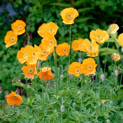Poppy Seeds - Moroccan Orange