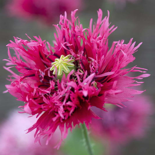 Poppy Seeds - Rose Feathers