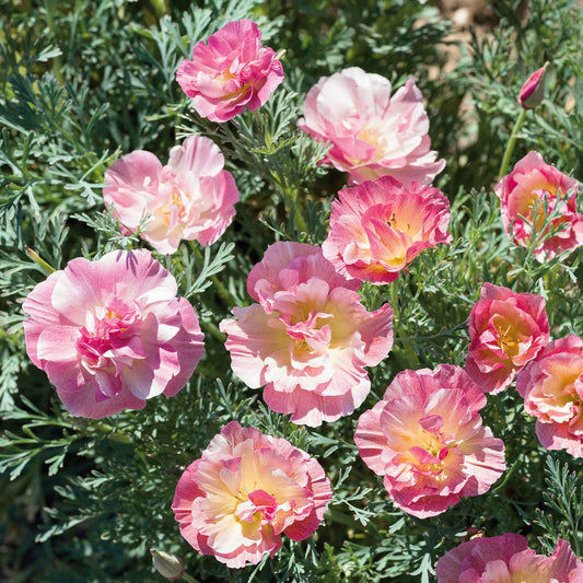California Poppy Seeds - Thai Silk Appleblossom Chiffon