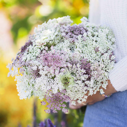 Queen Anne's Lace Seeds - Chocolate Lace Flower