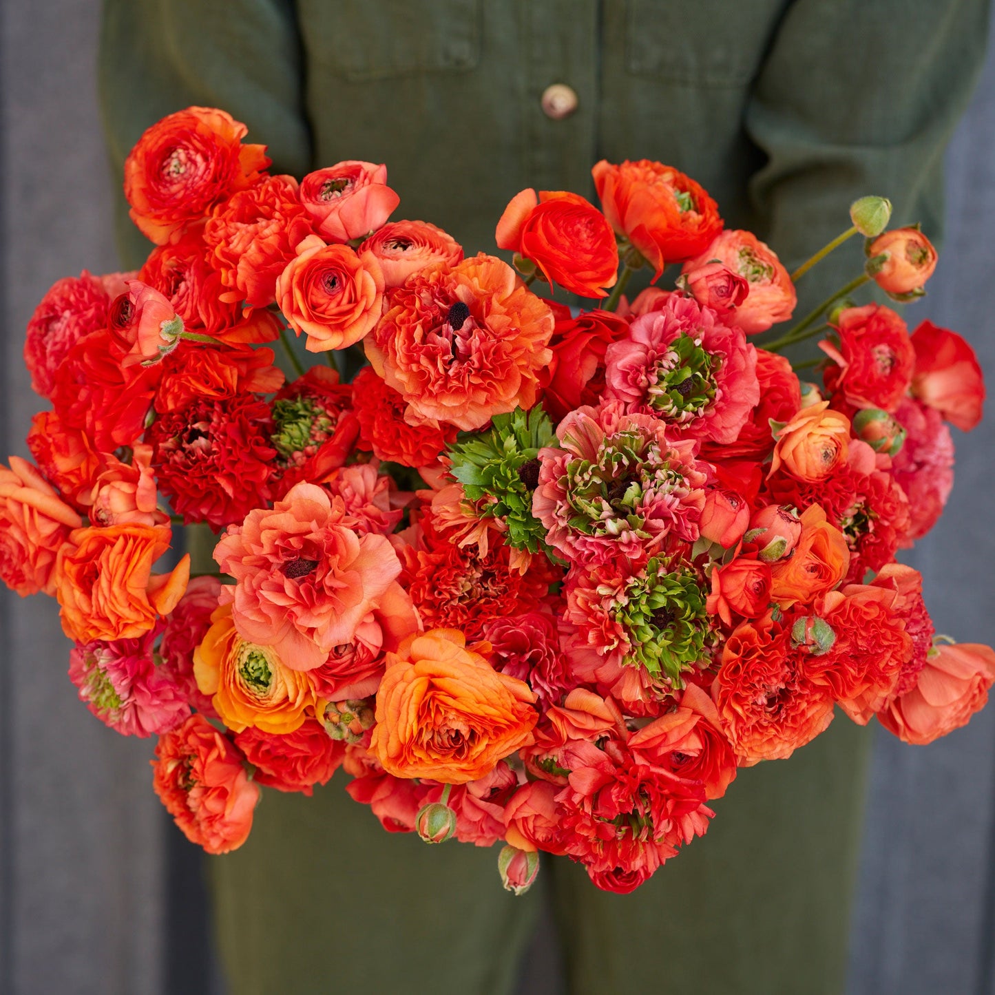 Ranunculus Bulbs - Super Green Orange
