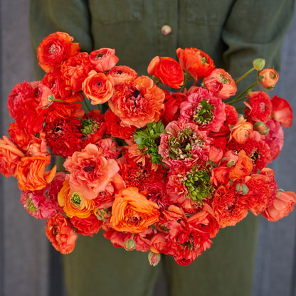 Ranunculus Bulbs - Super Green Orange
