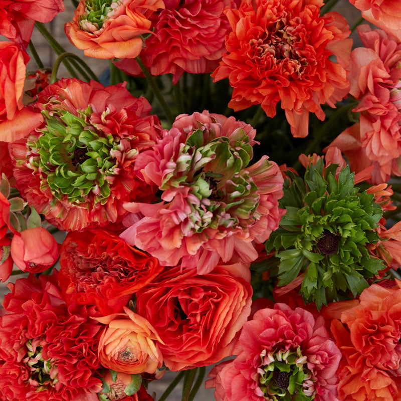 Ranunculus Bulbs - Super Green Orange