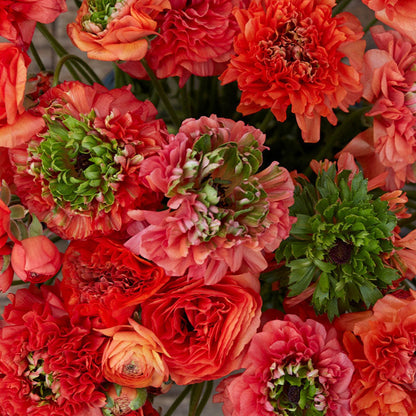 Ranunculus Bulbs - Super Green Orange