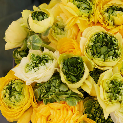 Ranunculus Bulbs - Super Green Yellow