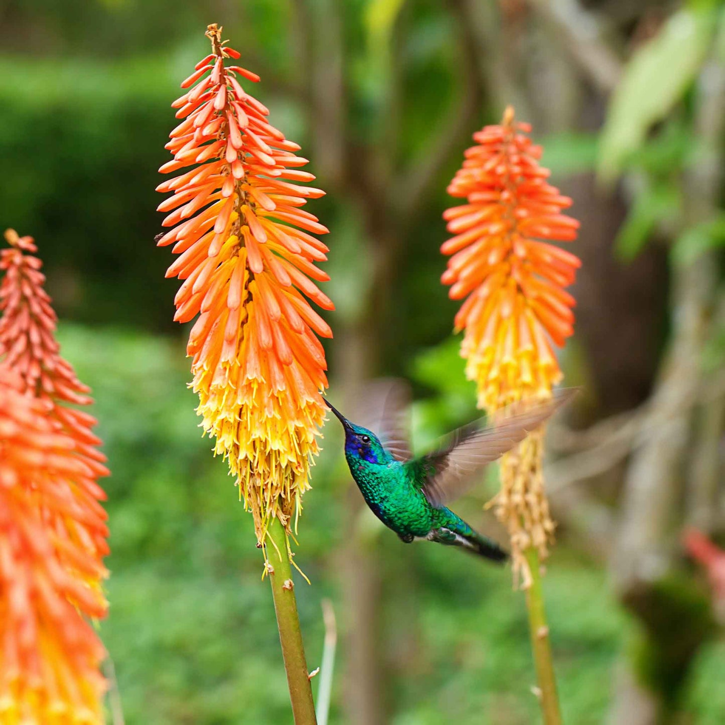 Red Hot Poker Roots - Alcazar