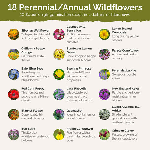 Rhode Island Wildflower Seed Mix