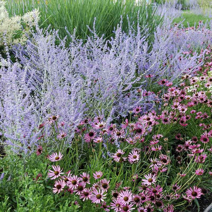 Salvia Roots - Russian Sage Blue Spire