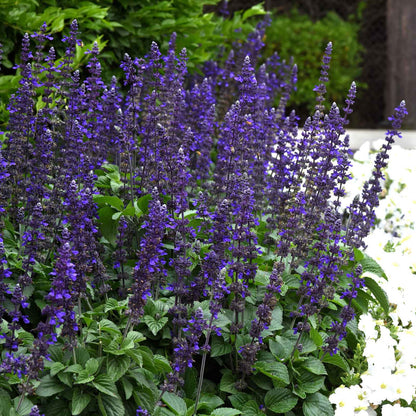 Sage Seeds - Big Blue
