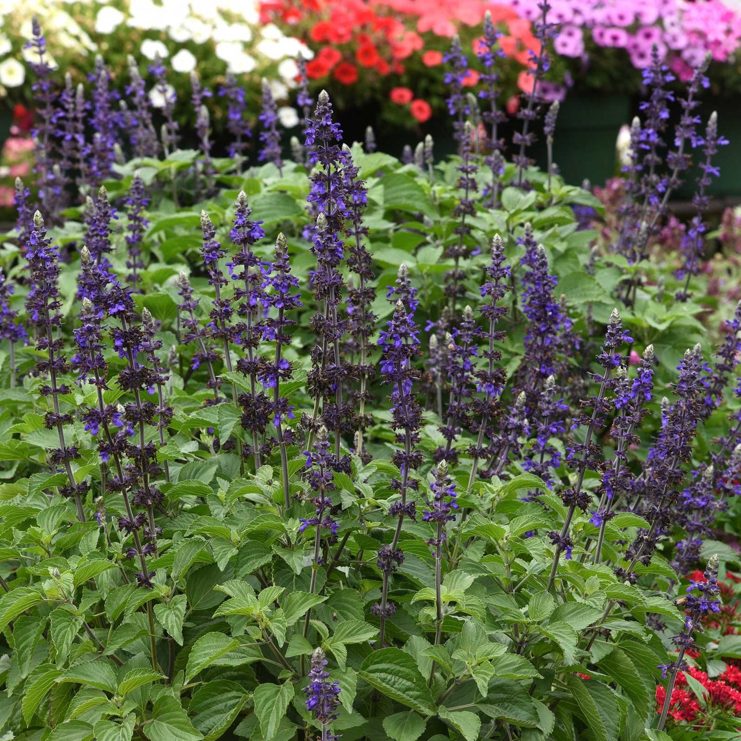 Sage Seeds - Big Blue