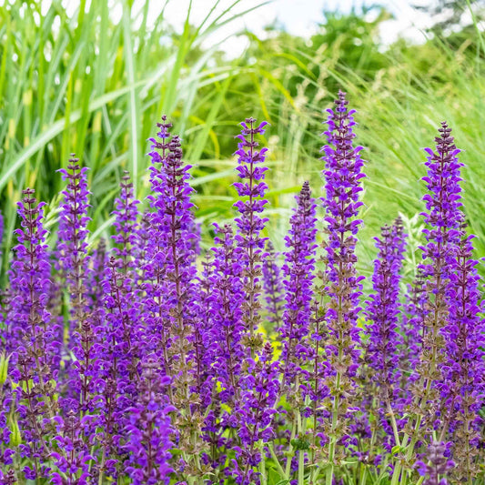 Sage Seeds - Meadow Sage