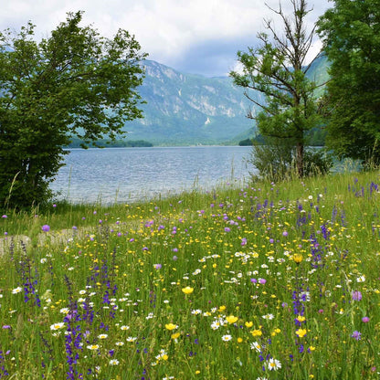 Sage Seeds - Meadow Sage