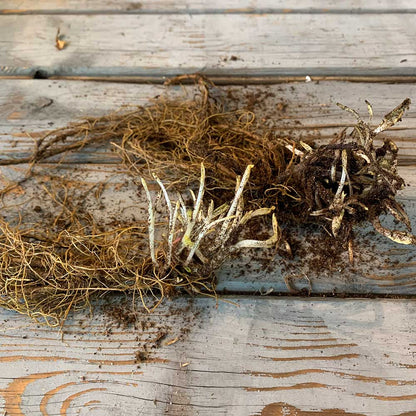 Salvia Roots - Russian Sage Blue Spire