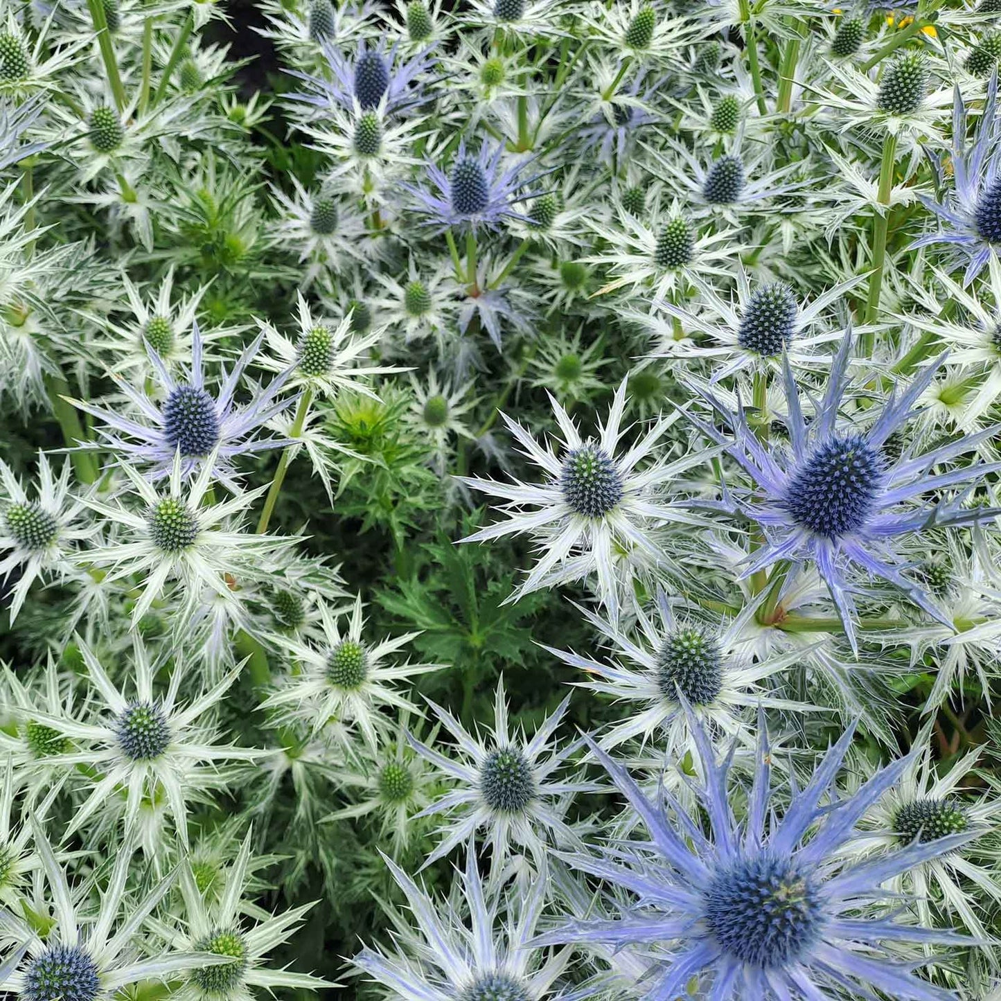 Sea Holly Roots - Blue Star