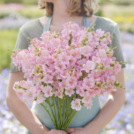 Snapdragon Seeds - Chantilly Light Pink