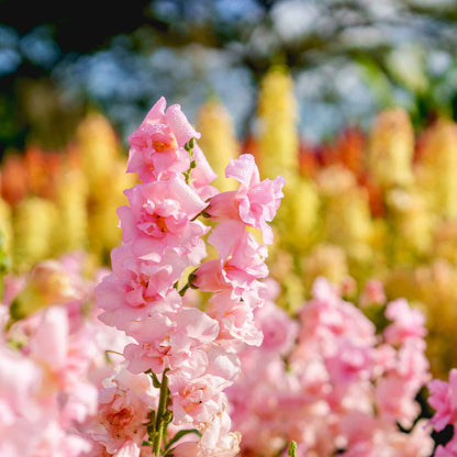 Snapdragon Seeds - Legend Double Pink