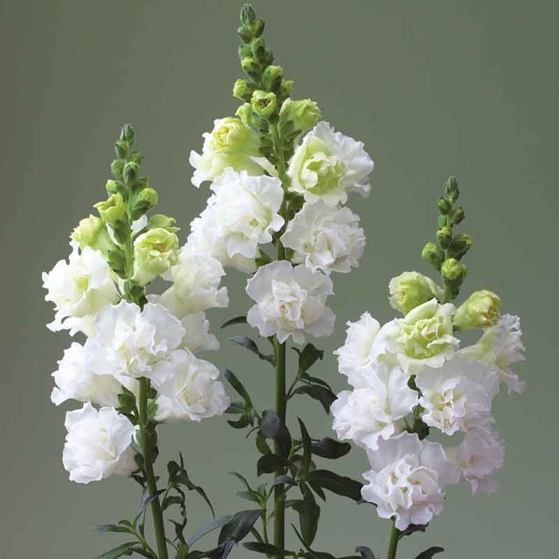 Snapdragon Seeds - Legend Double White