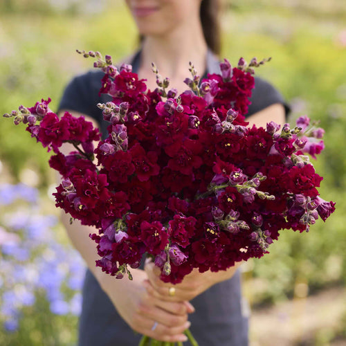 Snapdragon Seeds - Madame Butterfly Red