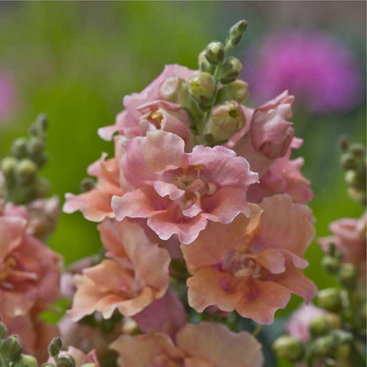 Snapdragon Seeds - Twinny Peach F1
