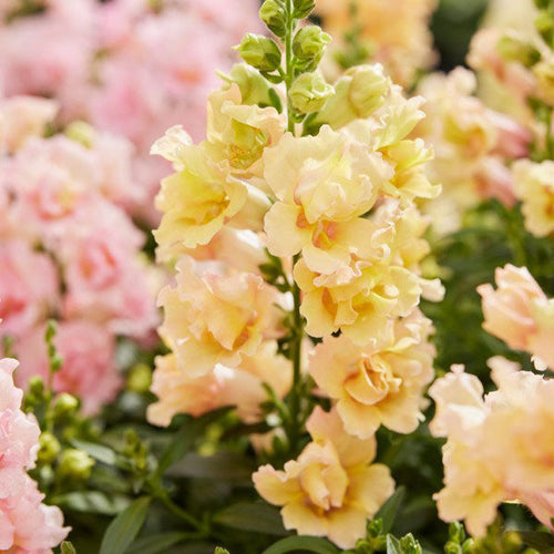 Snapdragon Seeds - Twinny Yellow Shades