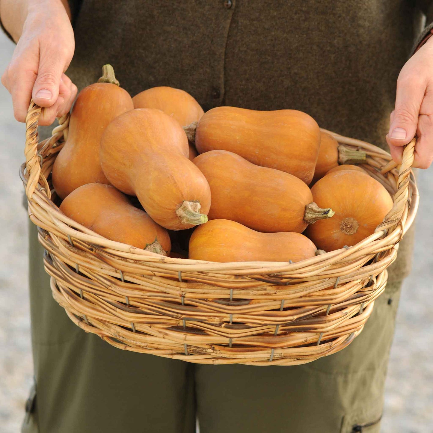 Squash Seeds (Winter) - Butterbaby