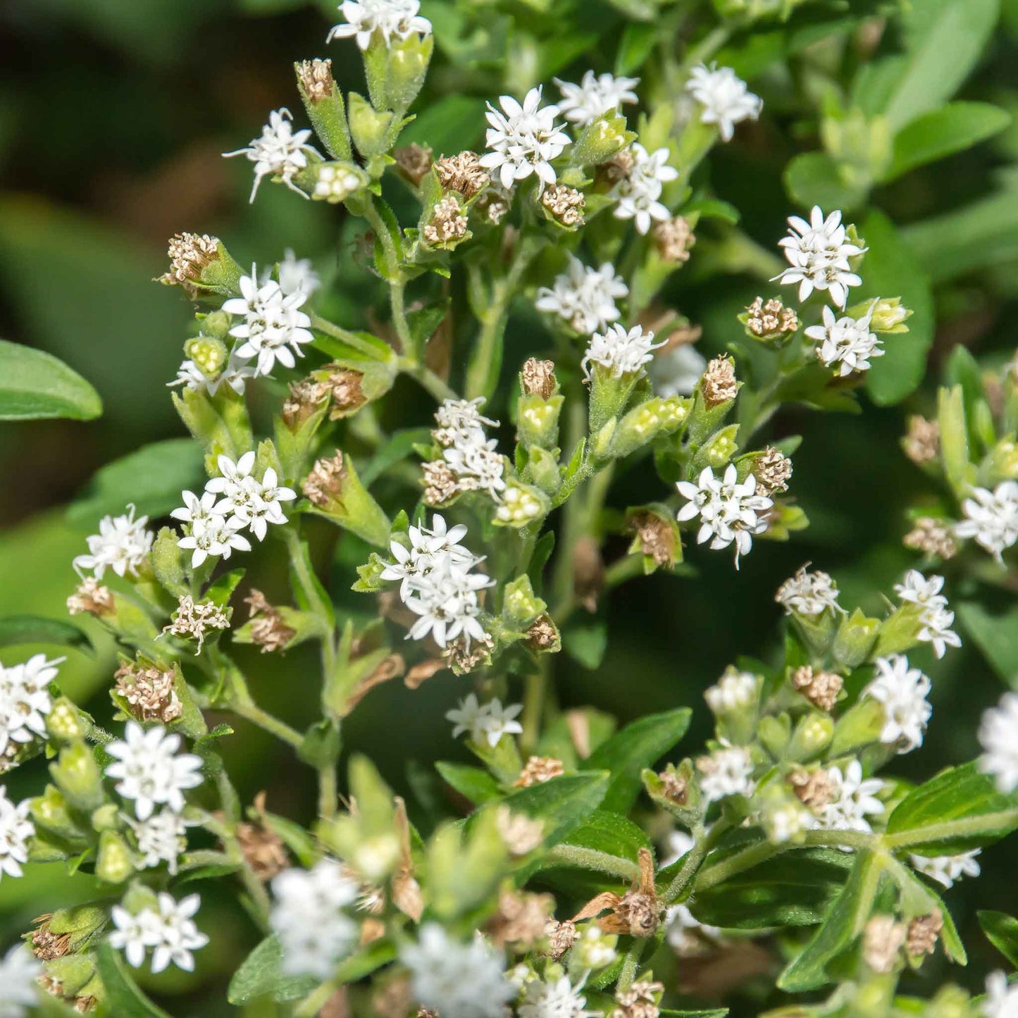Stevia Seeds - Sweetie Star