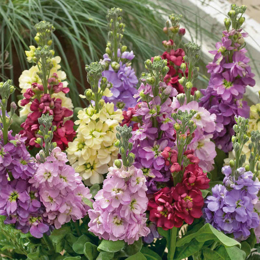 Stock Seeds - Giant Imperial Mix