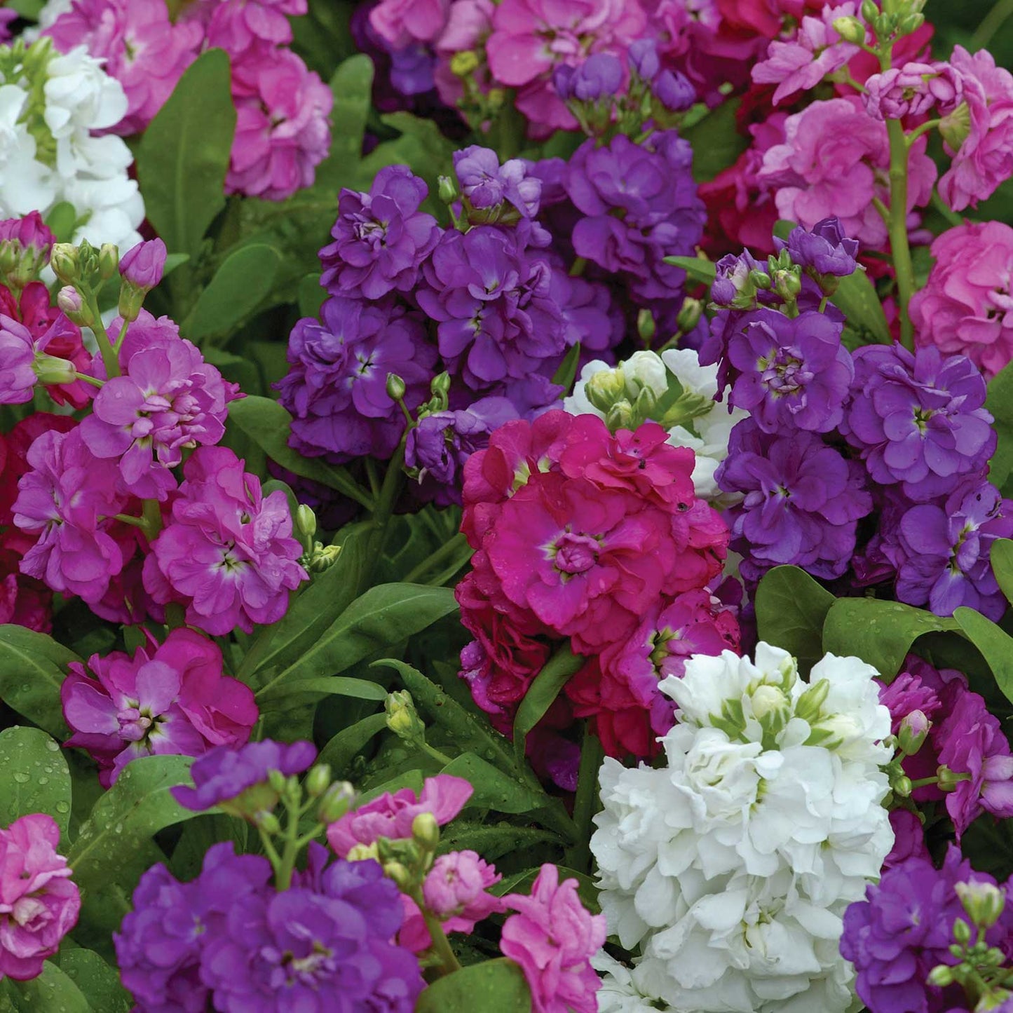 Stock Seeds - Hot Cakes Formula Mix