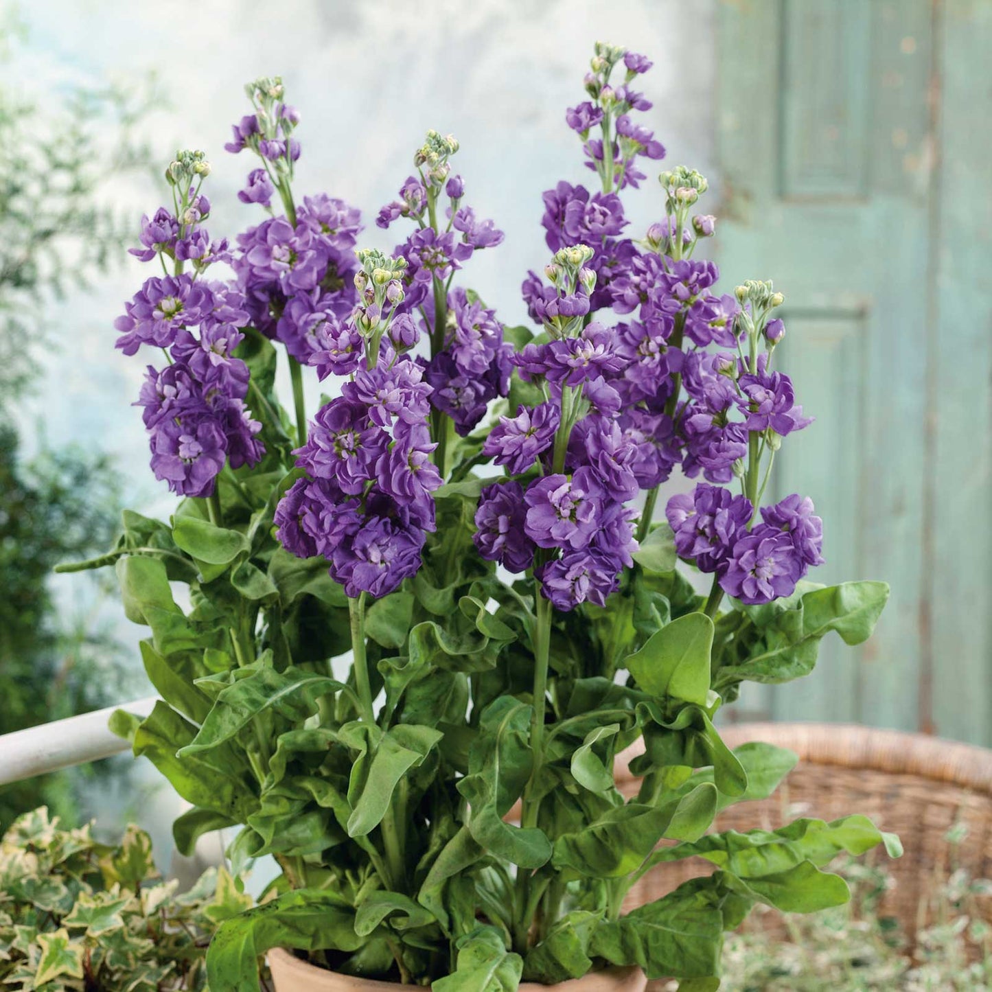 Stock Seeds - Miracle Blue Mid