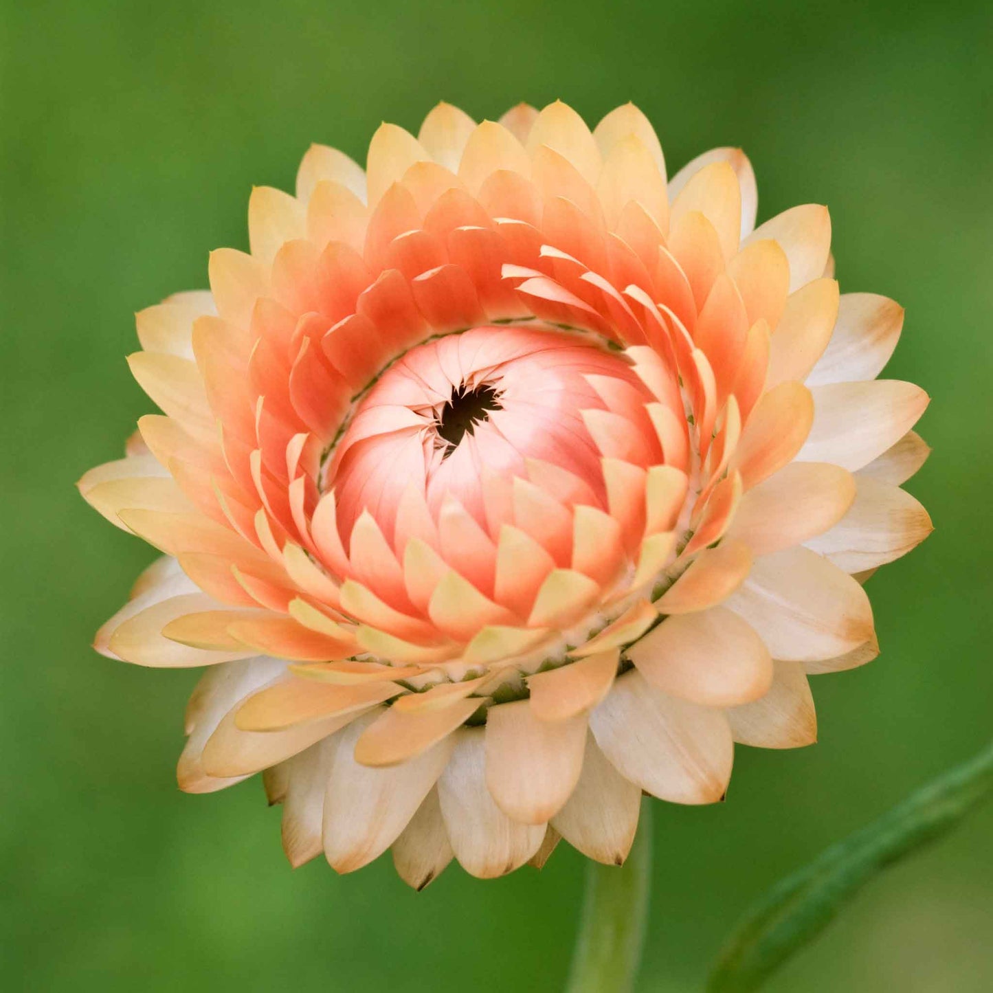 Strawflower Seeds - King Size Salmon
