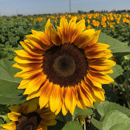 Sunflower Seeds - ProCut Bicolor (DMR)