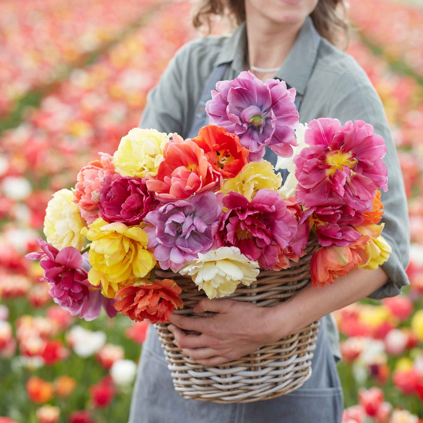 45 Days of Peony-Flowered Tulips
