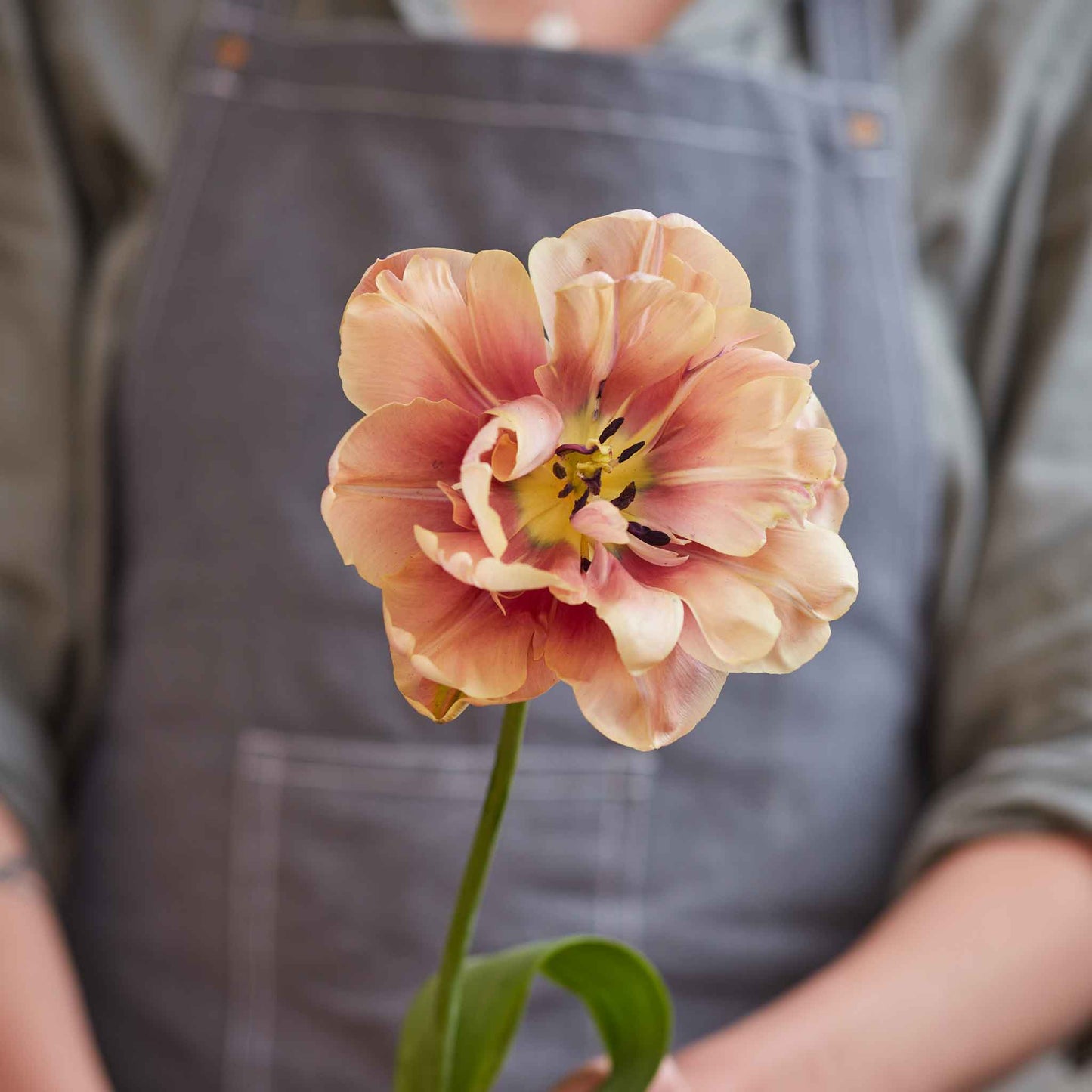 Tulip Bulbs - Chardonnay Mix