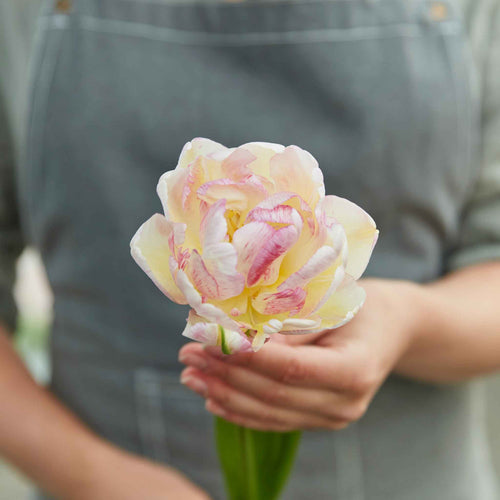 Tulip Bulbs - Double Shake