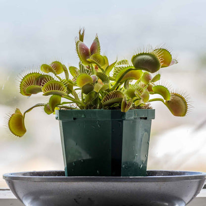 Venus Flytrap Seeds
