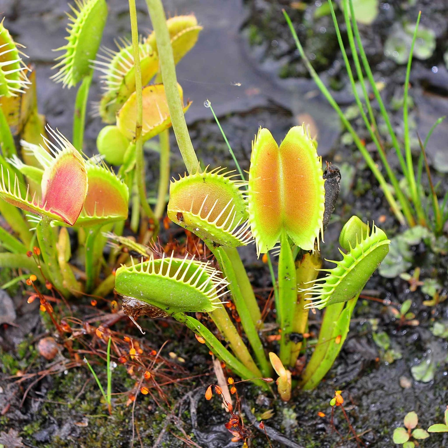 Venus Flytrap Seeds