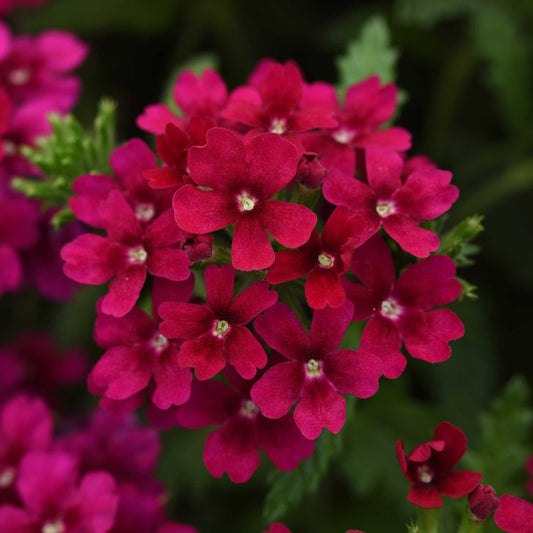 Verbena Seeds - Quartz XP Bordeaux