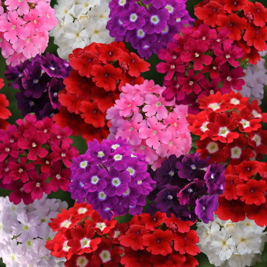 Verbena Seeds - Quartz XP Mix