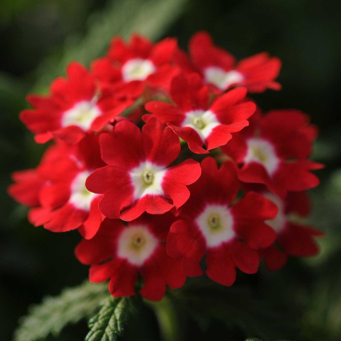Verbena Seeds - Quartz XP Mix