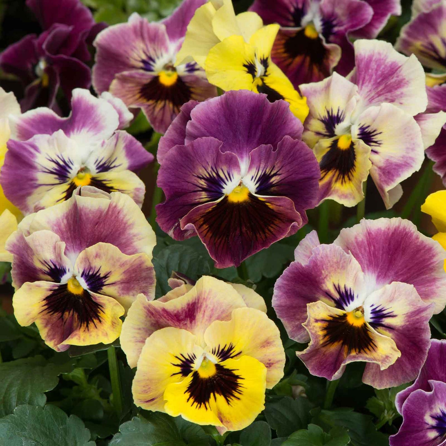 Viola Seeds - Frizzle Sizzle Mini Tapestry