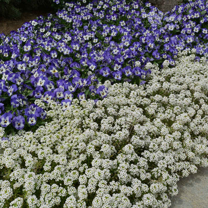 Viola Seeds - Sorbet XP Delft Blue