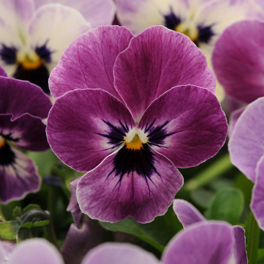 Viola Seeds - Sorbet XP Raspberry