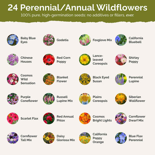 Washington Wildflower Seed Mix