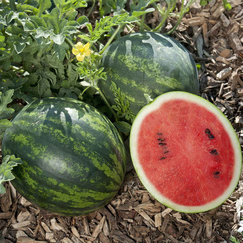Watermelon Seeds - Mini Love