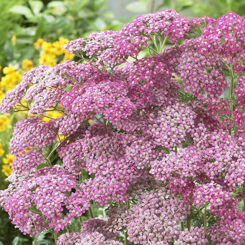 Yarrow Roots - Appleblossom